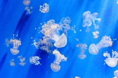 Phyllorhiza punctata - yüzen çan olarak bilinen denizanası türü, Avustralya benekli denizanası, kahverengi denizanası veya beyaz benekli denizanası. Avustralya 'dan Japonya' ya kadar Batı Pasifik 'e özgü olmasına karşın, başka yerlerde de yaygın olarak kullanılmıştır.