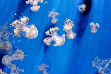 Phyllorhiza punctata - yüzen çan olarak bilinen denizanası türü, Avustralya benekli denizanası, kahverengi denizanası veya beyaz benekli denizanası. Avustralya 'dan Japonya' ya kadar Batı Pasifik 'e özgü olmasına karşın, başka yerlerde de yaygın olarak kullanılmıştır.