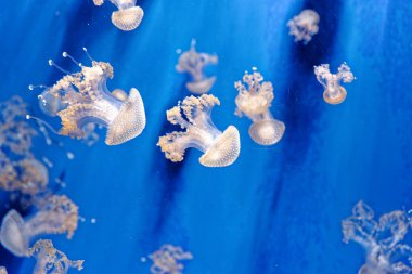 Phyllorhiza punctata - yüzen çan olarak bilinen denizanası türü, Avustralya benekli denizanası, kahverengi denizanası veya beyaz benekli denizanası. Avustralya 'dan Japonya' ya kadar Batı Pasifik 'e özgü olmasına karşın, başka yerlerde de yaygın olarak kullanılmıştır.
