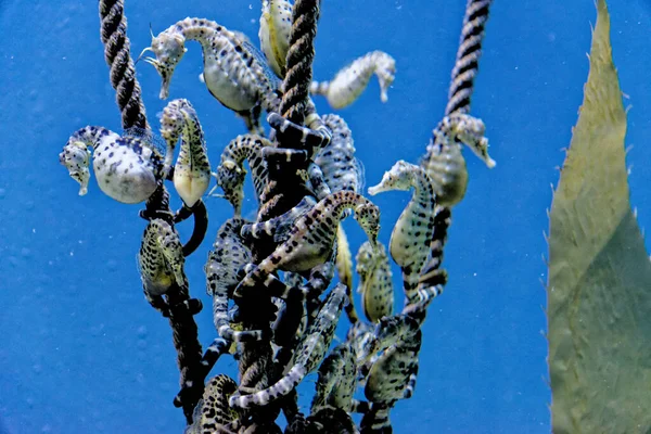 Knobby Sea Horse Hipokampus Breviceps Kısa Başlı Deniz Atı Veya — Stok fotoğraf