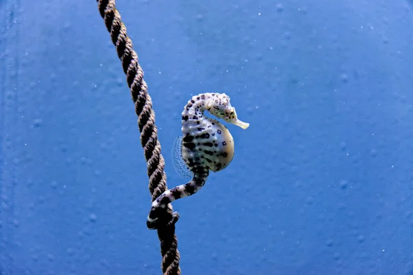 Knobby Seahorse Hippocampus Breviceps Also Known Short Headed Seahorse Short — Stock Photo, Image