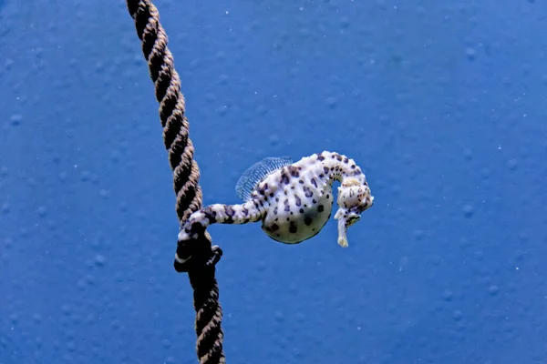 Cavalo Marinho Hippocampus Breviceps Também Conhecido Como Cavalo Marinho Cabeça — Fotografia de Stock