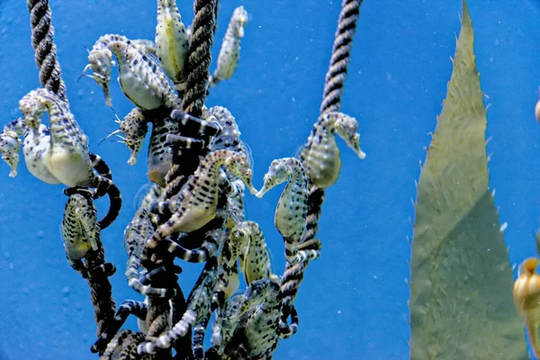 Knobby Sea Horse Hipokampus Breviceps Kısa Başlı Deniz Atı Veya — Stok fotoğraf