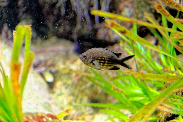 Chromis Chromis Una Especie Peces Familia Pomacentridae Atlántico Oriental Mediterráneo — Foto de Stock