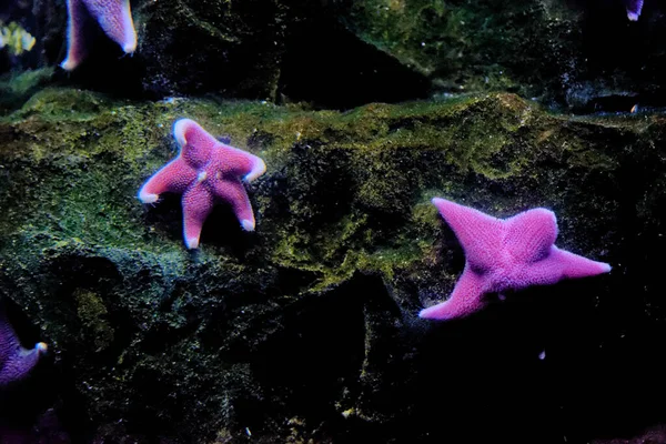 Estrelas Mar Mar São Equinodermes Forma Estrela Pertencentes Classe Asteroidea — Fotografia de Stock