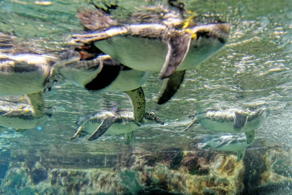 Pinguini Magellanici Che Nuotano Sott Acqua Pinguino Magellano Pinguino Sudamericano — Foto Stock