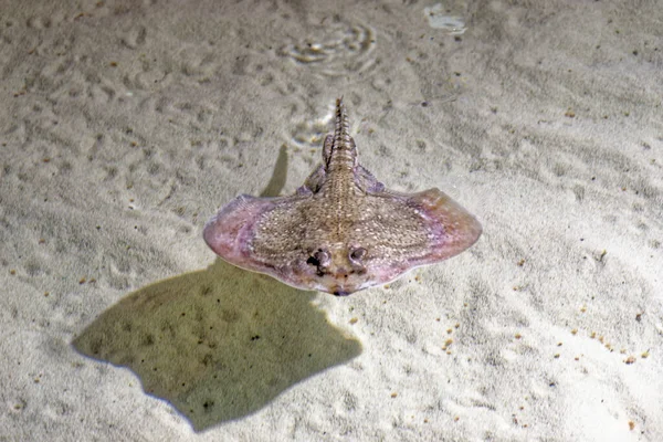 Smalleyed Ray Smalleyed Skate Raja Microocellata Species Ray Family Rajidae — Stock fotografie