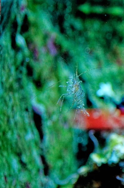 Erstaunliche Unterwasserwelt Shrimp Diving Und Makrofotografie Steingarnelen Unter Wasser Gewöhnliche — Stockfoto