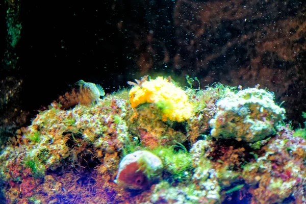 Pfauenblenny Salaria Pavo Genua Aquarium Genua Ligurien Italien — Stockfoto