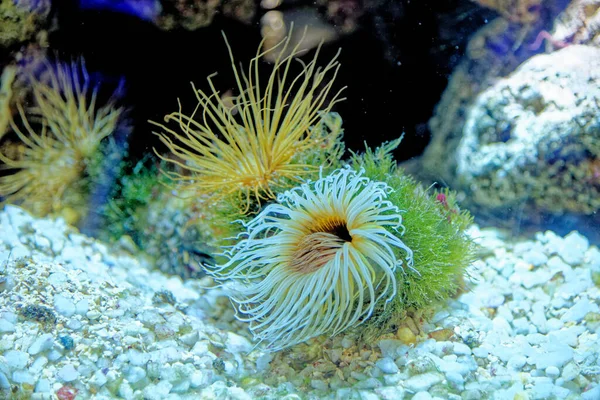 Röhrenanemone Cerianthus Membranaceus Auf Einem Stein Genua Aquarium Genua Ligurien — Stockfoto