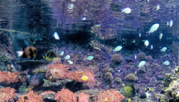 Vackra Färgglada Korallrev Och Tropiska Fiskar Vattnet Genua Akvarium Genua — Stockfoto