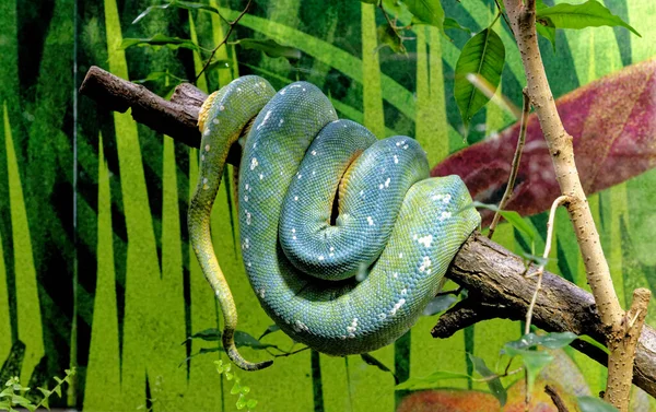 Desenho de víbora de cobra azul bonito no galho de árvore