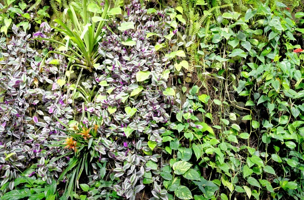 茂密的热带植被 热带雨林 热带雨林中的热带树木和植物 — 图库照片