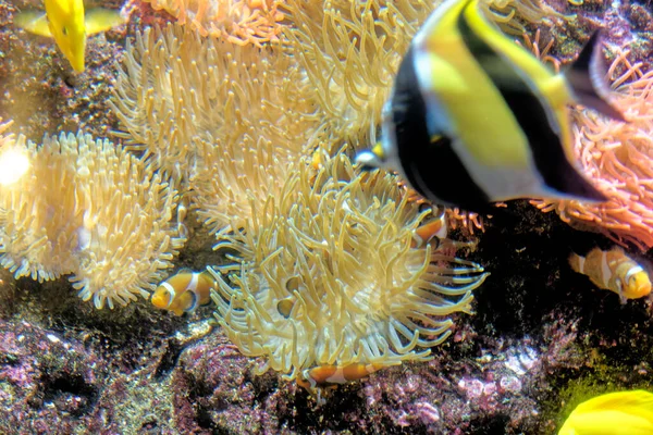 ジェノヴァ リグーリア イタリアのジェノヴァ水族館の美しいカラフルなサンゴ礁と熱帯魚 — ストック写真