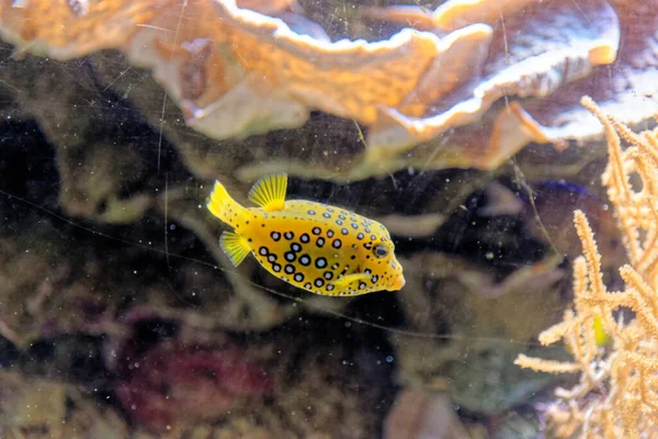 Schöne Bunte Korallenriffe Und Tropische Fische Unter Wasser Genua Aquarium — Stockfoto