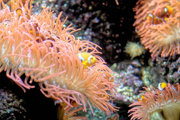 Hermoso Colorido Arrecife Coral Peces Tropicales Bajo Agua Acuario Génova —  Fotos de Stock