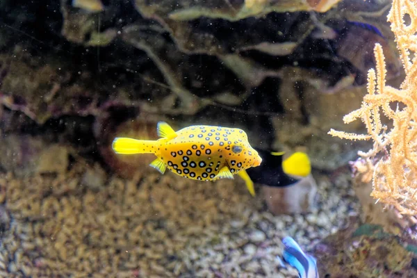 Hermoso Colorido Arrecife Coral Peces Tropicales Bajo Agua Acuario Génova — Foto de Stock