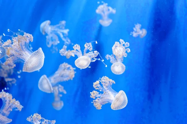 Phyllorhiza Punctata Species Jellyfish Known Floating Bell Australian Spotted Jellyfish — Stock Photo, Image