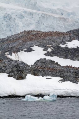 Antarktika - doğal ortamlarında penguenler koloni - Antarktika yaban hayatı seferi