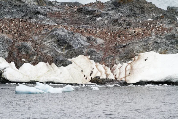 Antártica Colônia Pinguins Habitat Natural Expedição Vida Selvagem Antártica — Fotografia de Stock