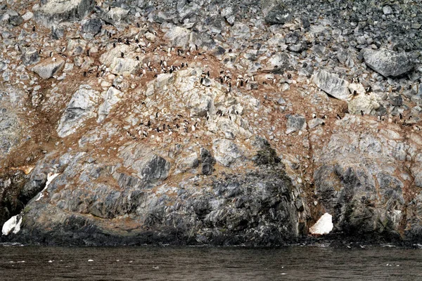 Antártica Colônia Pinguins Habitat Natural Expedição Vida Selvagem Antártica — Fotografia de Stock