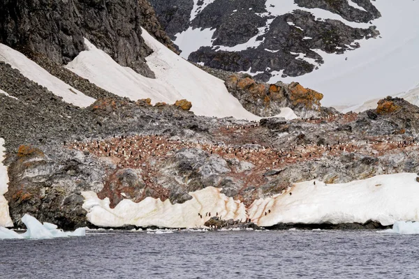 Antarctica Kolonie Van Pinguïns Natuurlijke Habitat Antarctica Wildlife Expeditie — Stockfoto