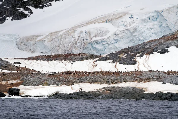 Antarctique Colonie Pingouins Dans Habitat Naturel Antarctica Wildlife Expedition — Photo