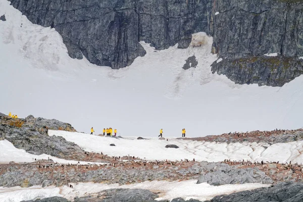 Antarktis Kolonie Von Pinguinen Natürlichem Lebensraum Antarktis Wildtiere Expedition — Stockfoto