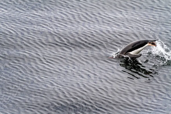 Pingouins Gentoo Antarctique Péninsule Antarctique Île Tromperie Archipel Des Îles — Photo