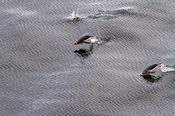 Pingouins Gentoo Antarctique Péninsule Antarctique Île Tromperie Archipel Des Îles — Photo