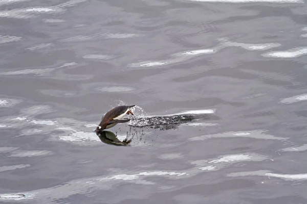 Pinguini Gentoo Antartide Penisola Antartica Isola Dell Inganno Arcipelago Delle — Foto Stock