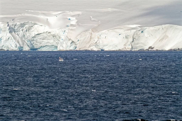 南極での巡航 南極半島 パーマー諸島 ニューメイヤー海峡 地球温暖化 メルヘンの世界 — ストック写真