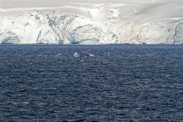 Cruising Antarctica Antarctic Peninsula Palmer Archipelago Neumayer Channel Global Warming — Zdjęcie stockowe