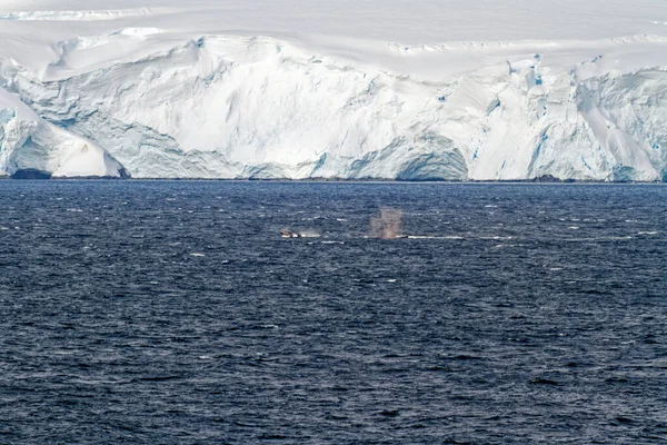 Kryssning Antarktis Antarktiska Halvön Palmer Skärgård Neumayer Channel Global Uppvärmning — Stockfoto