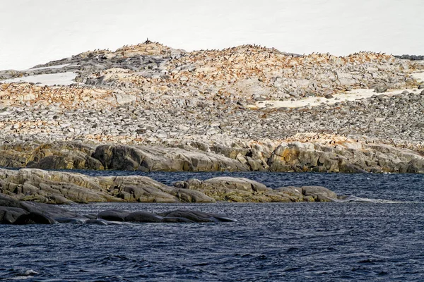 Rejs Antarktydzie Półwysep Antarktyczny Archipelag Palmerów Kanał Neumayer Globalne Ocieplenie — Zdjęcie stockowe
