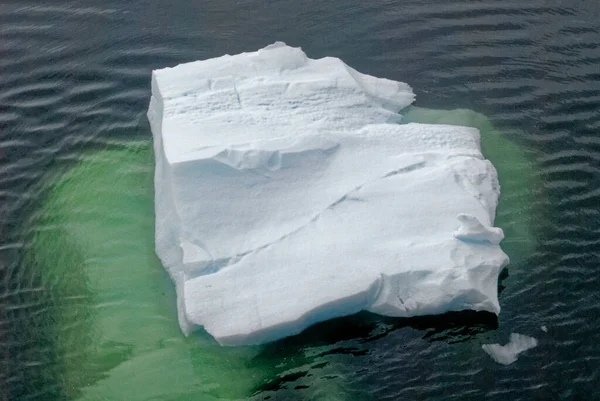 Antarctique Péninsule Antarctique Changement Climatique Réchauffement Climatique Pièces Glace Flottante — Photo