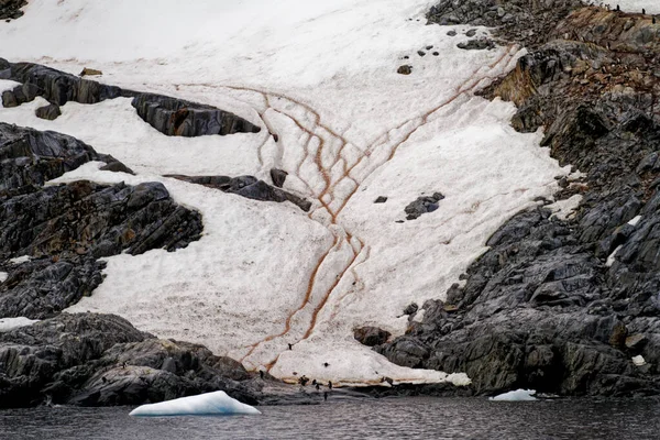 Crociera Antartide Penisola Antartica Arcipelago Palmer Neumayer Channel Riscaldamento Globale — Foto Stock
