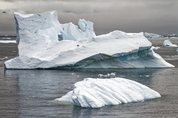 Antarctique Péninsule Antarctique Changement Climatique Réchauffement Climatique Pièces Glace Flottante — Photo