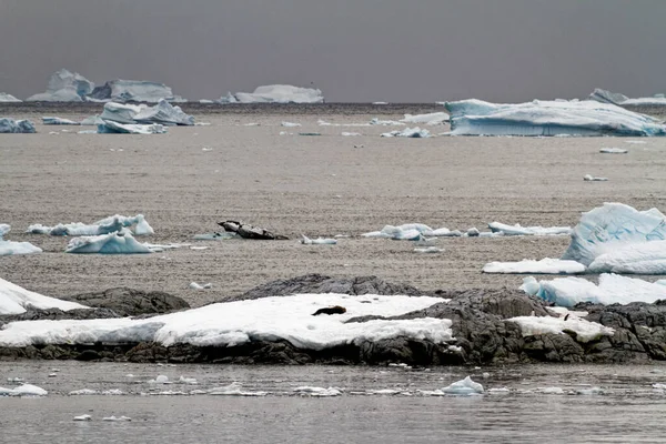 Kreuzfahrt Der Antarktis Antarktische Halbinsel Palmer Archipel Neumayer Globale Erwärmung — Stockfoto