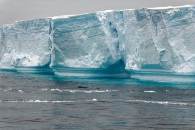 Antarktika - Bransfield Boğazı sekmeli Buzdağı Antarktika Yarımadası - Palmer adalar - Neumayer kanal - küresel ısınma - Whalein önü