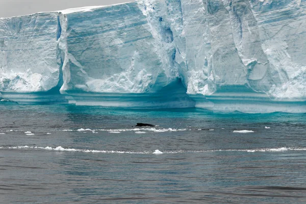 南极洲 南极半岛 帕尔默群岛 Neumayer 全球变暖 篇看到不明飞行物前面的布兰斯菲尔德海峡平顶冰山 — 图库照片
