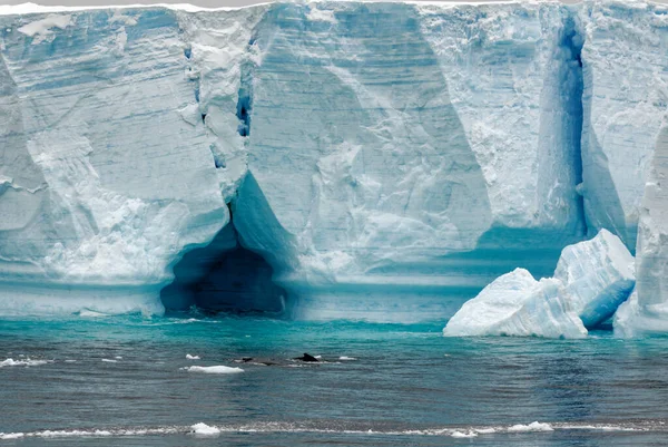 Antartide Penisola Antartica Arcipelago Palmer Canale Neumayer Riscaldamento Globale Balena — Foto Stock