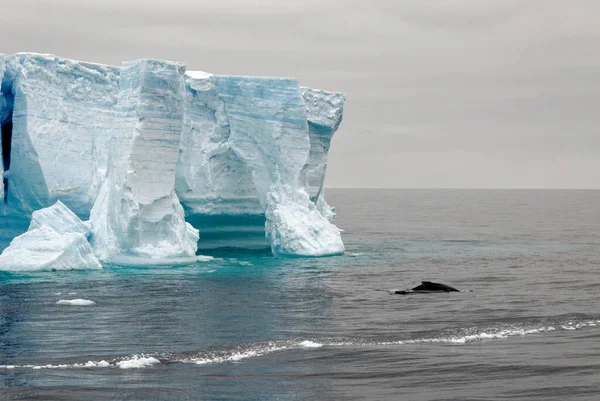 Antártida Península Antártica Archipiélago Palmer Canal Neumayer Calentamiento Global Ballena — Foto de Stock