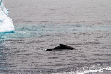 Antarktika - Bransfield Boğazı sekmeli Buzdağı Antarktika Yarımadası - Palmer adalar - Neumayer kanal - küresel ısınma - Whalein önü