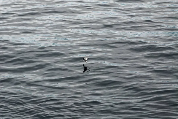 Albatros Antarktika Palmer Adalar Yaz Aylarında — Stok fotoğraf
