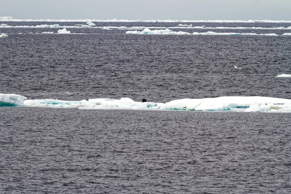 Antarktis Antarktische Robben Krabbenrobben Gruppe Auf Einem Eisberg — Stockfoto