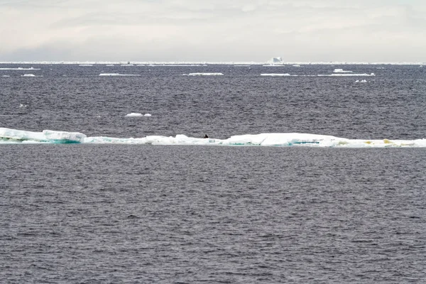 Antarktida Non Tabular Iceberg Drifting Ocean Antarktida Cloudy Day — Stock fotografie