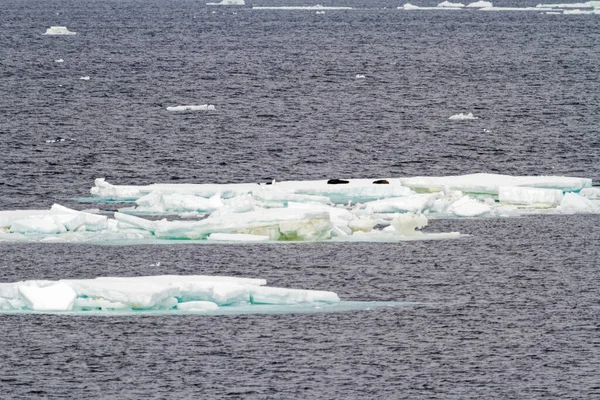 Antarctica Antarctische Zeehonden Crabeater Zeehonden Groep Een Ijsberg — Stockfoto