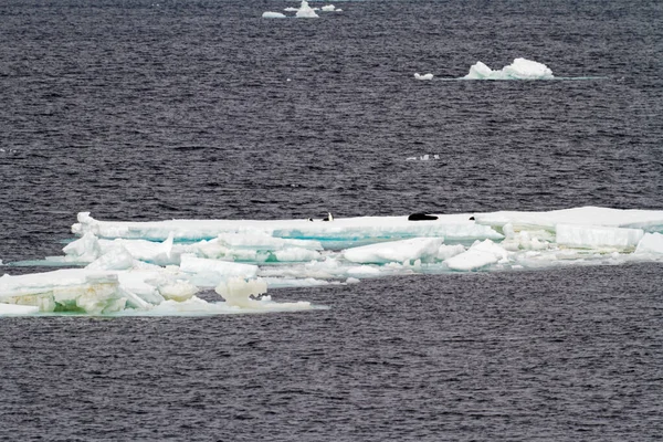 Antarktyda Fok Antarktycznych Crabeater Grupa Uszczelnienia Lodowej — Zdjęcie stockowe