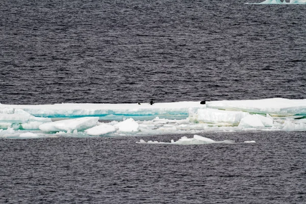 氷山に南極大陸 南極シール カニクイ シール グループ — ストック写真